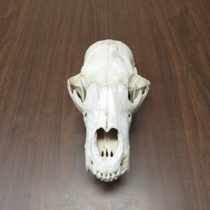Black Bear Skull BB-105