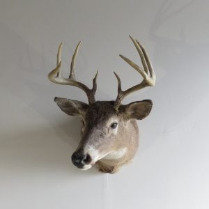 Whitetail Taxidermy Shoulder Mount for sale.  DW-108