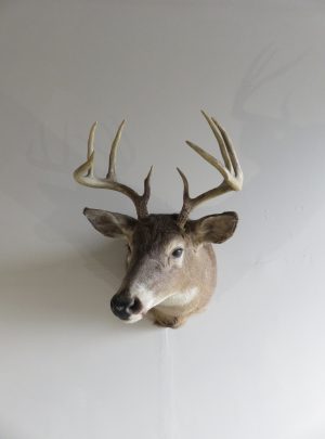 Mule Deer Taxidermy skin for sale. M-141H