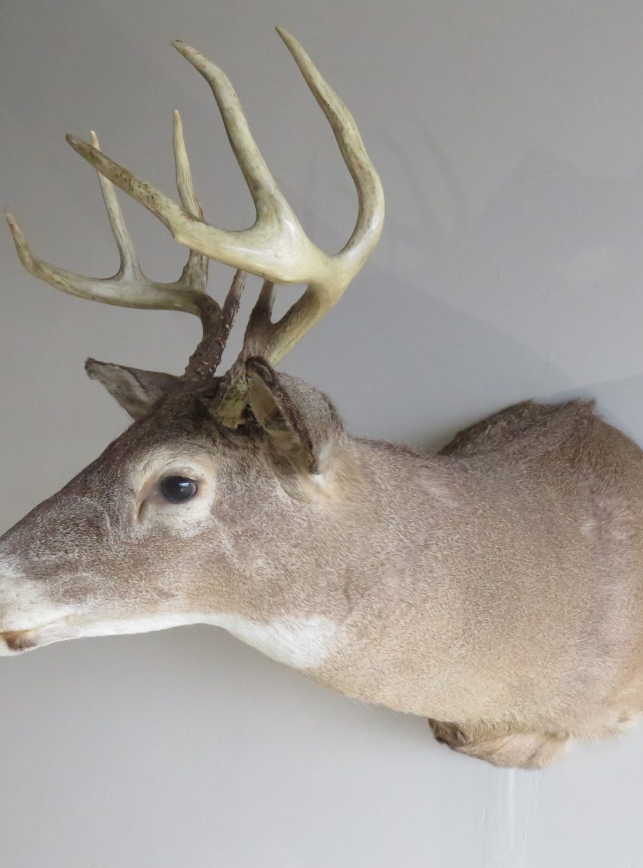 Whitetail Taxidermy Shoulder Mount for sale. DW108 Mounts For Sale