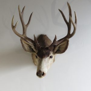 Blacktail  Buck Shoulder Mount  DM-109