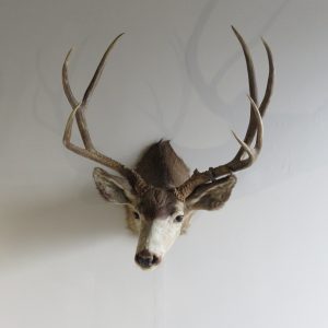 Mule Deer Taxidermy Shoulder Mount for sale.  DM-110