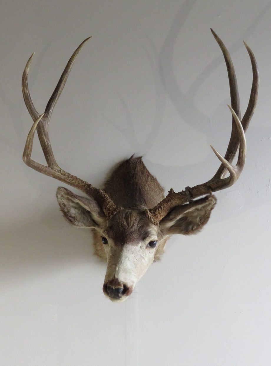 Mule Deer Taxidermy Shoulder Mount for sale. DM110 Mounts For Sale