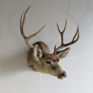 Mule Deer Taxidermy Mount for sale.  DM-111