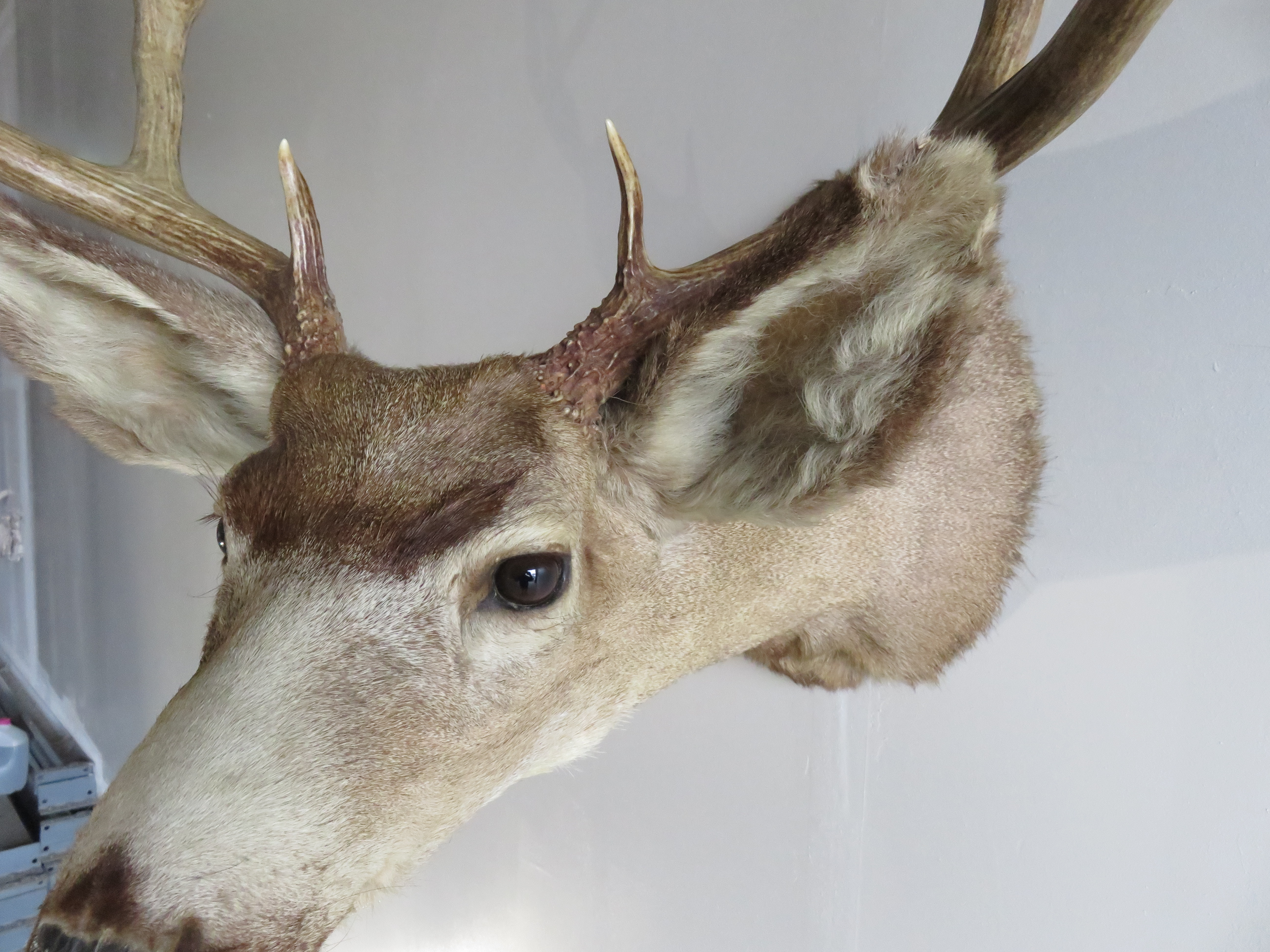Mule Deer Taxidermy skin for sale. M-141H
