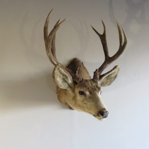 Mule Deer Taxidermy Shoulder Mount for sale.  DM-112