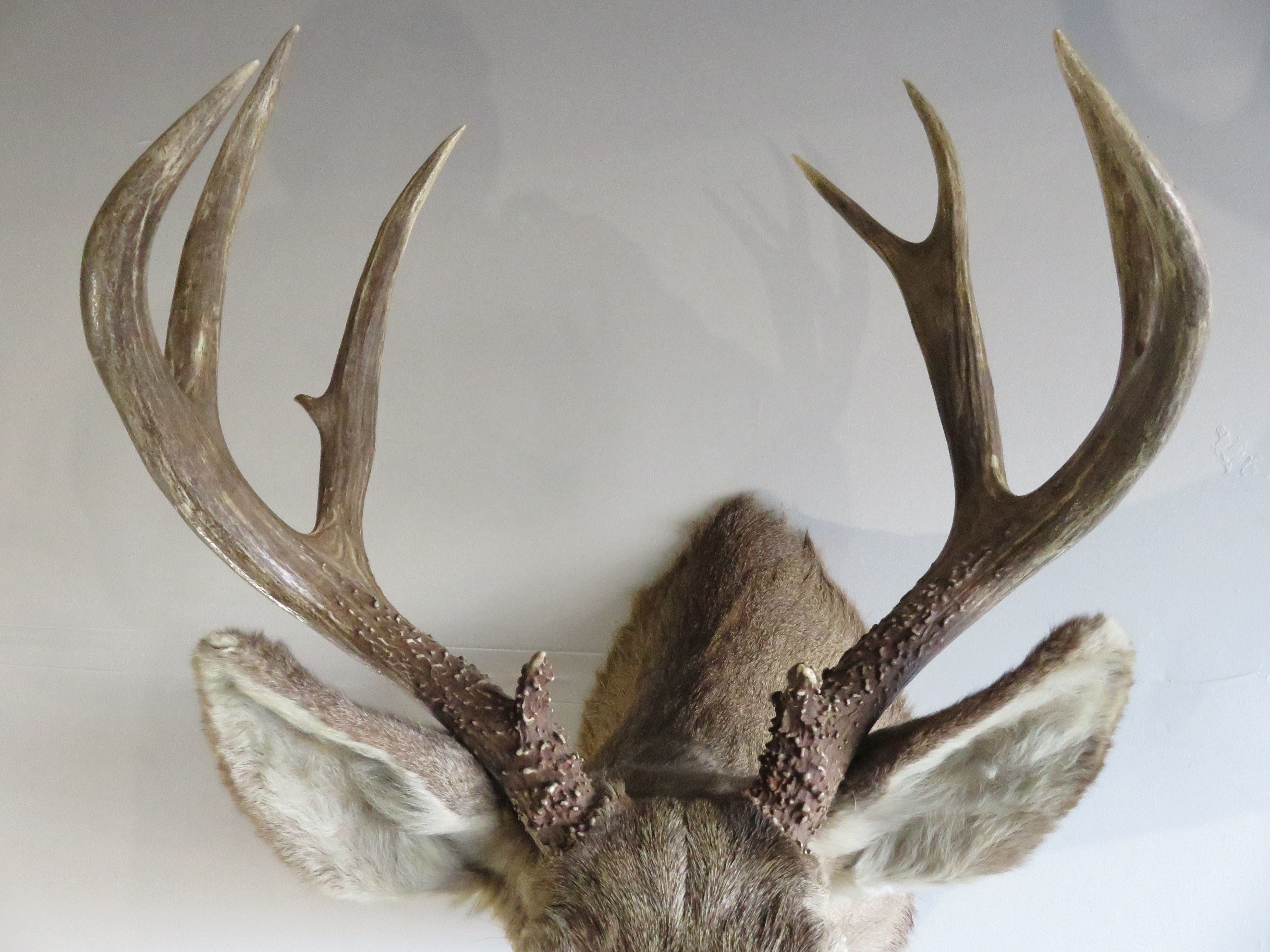 Mule Deer Taxidermy skin for sale. M-141H