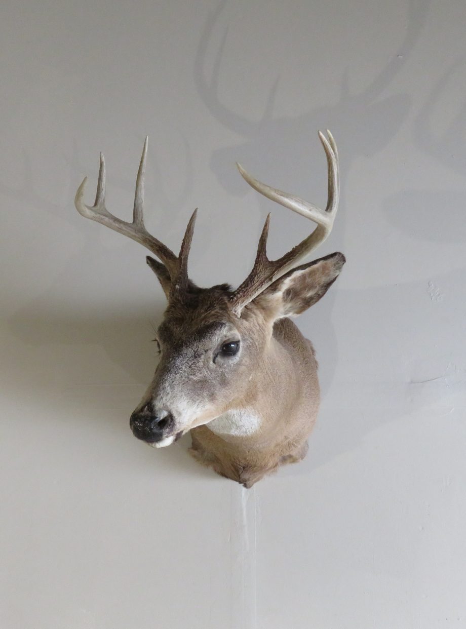 Whitetail Deer Shoulder Mount DW110 Mounts For Sale