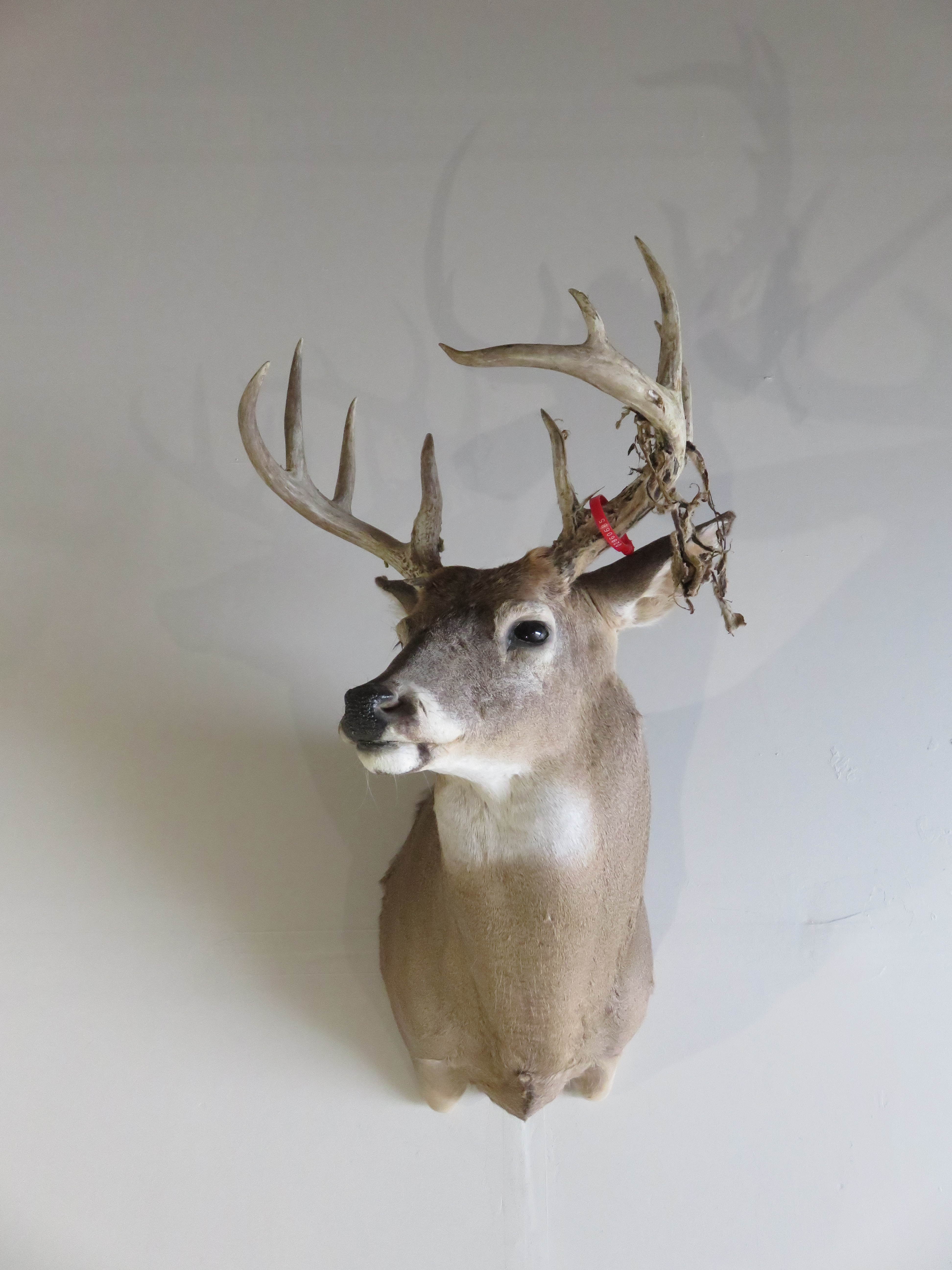 Captain S Classic Whitetail Deer Taxidermy Pack Mount For Sale Ubicaciondepersonas Cdmx Gob Mx