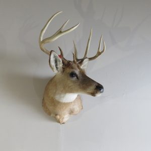 Whitetail Deer Shoulder Mount DW-112