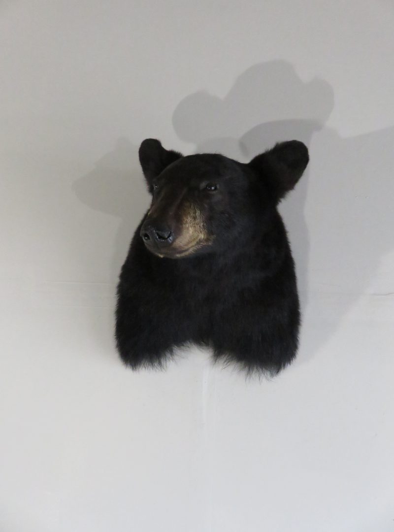 black bear shoulder mount price
