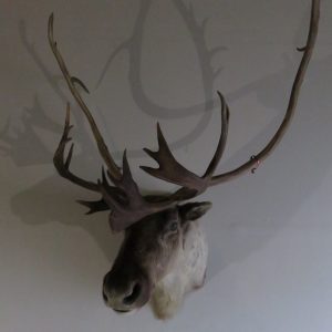 Caribou Shoulder Mount OC-102