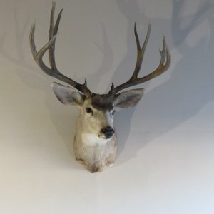 Mule Deer Shoulder Mount DM-115