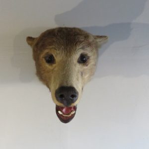 Brown Black Bear Shoulder Mount BB-110