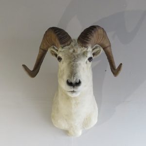 Dall Sheep Shoulder Mount  SD-105