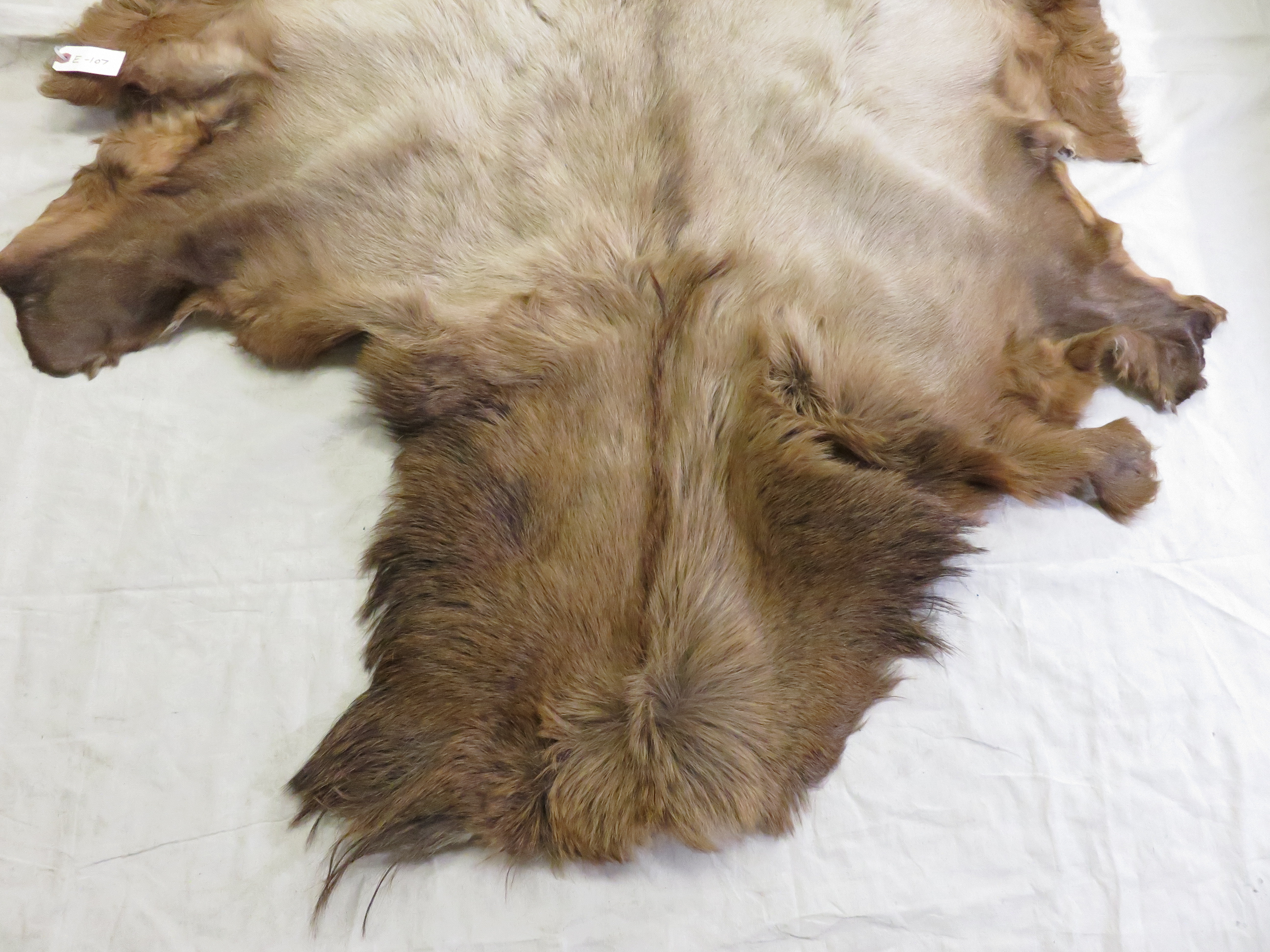 Elk Blanket Taxidermy Tanned Hide E 107S Mounts For Sale