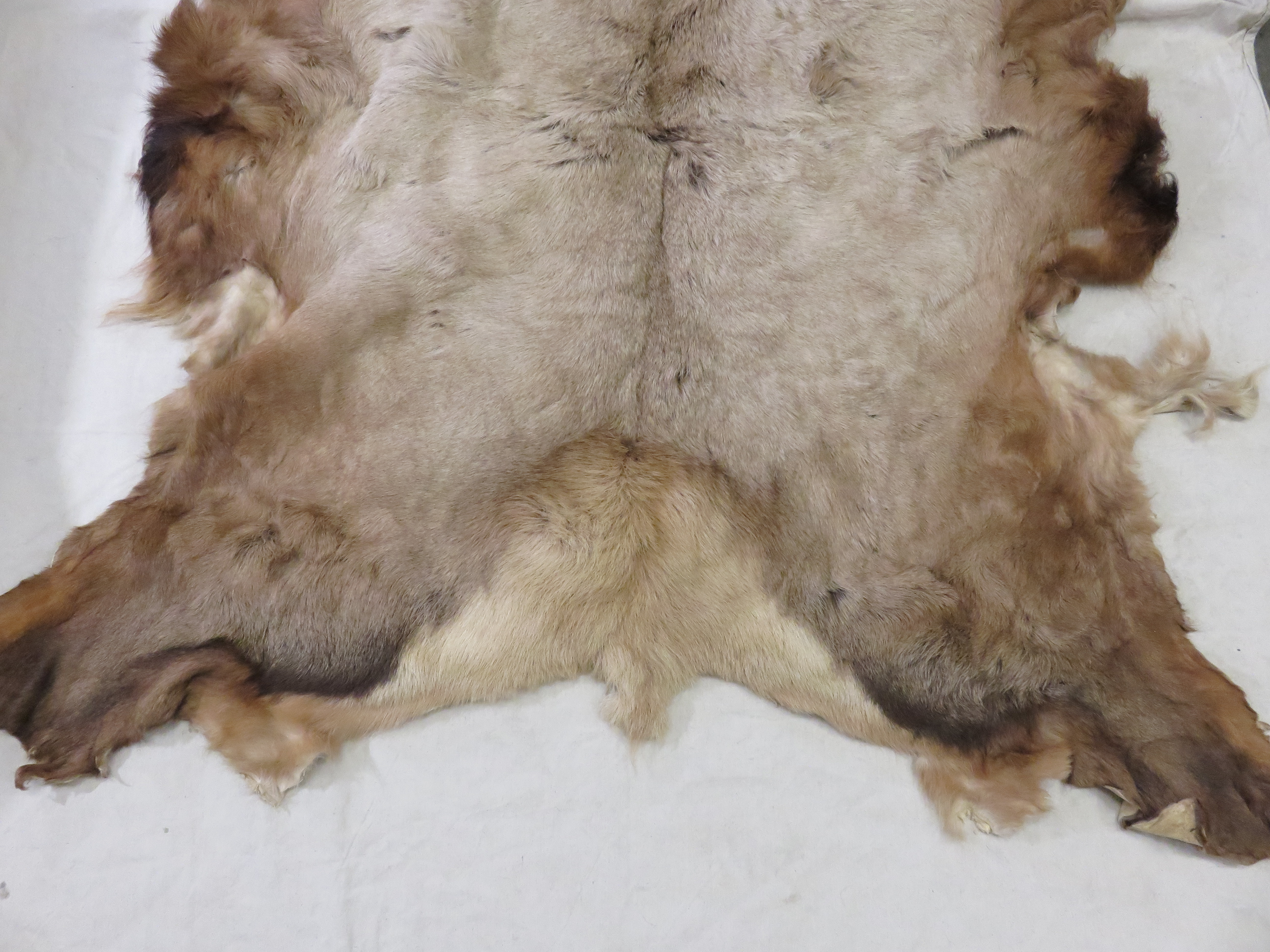 Elk Blanket Taxidermy Tanned Hide E, How To Skin An Elk For A Rug