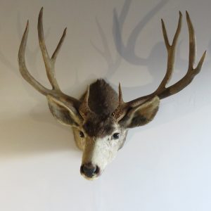 Mule Deer Taxidermy Shoulder Mount for sale.  M-114
