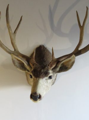 Heavy Duty Floor Taxidermy Stand #404  More than 95 Sold 
