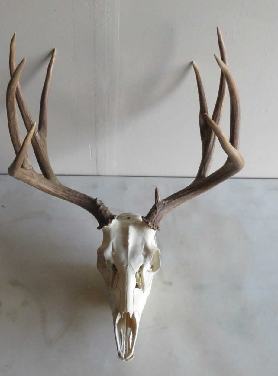 Mule Deer European Mount M107 Mounts For Sale