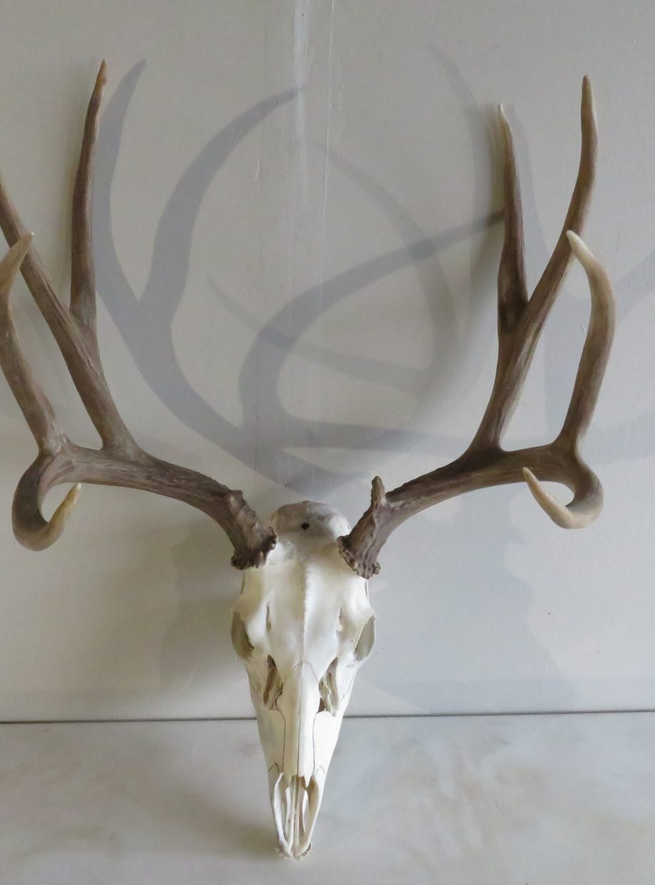 Mule Deer European Mount M107 Mounts For Sale
