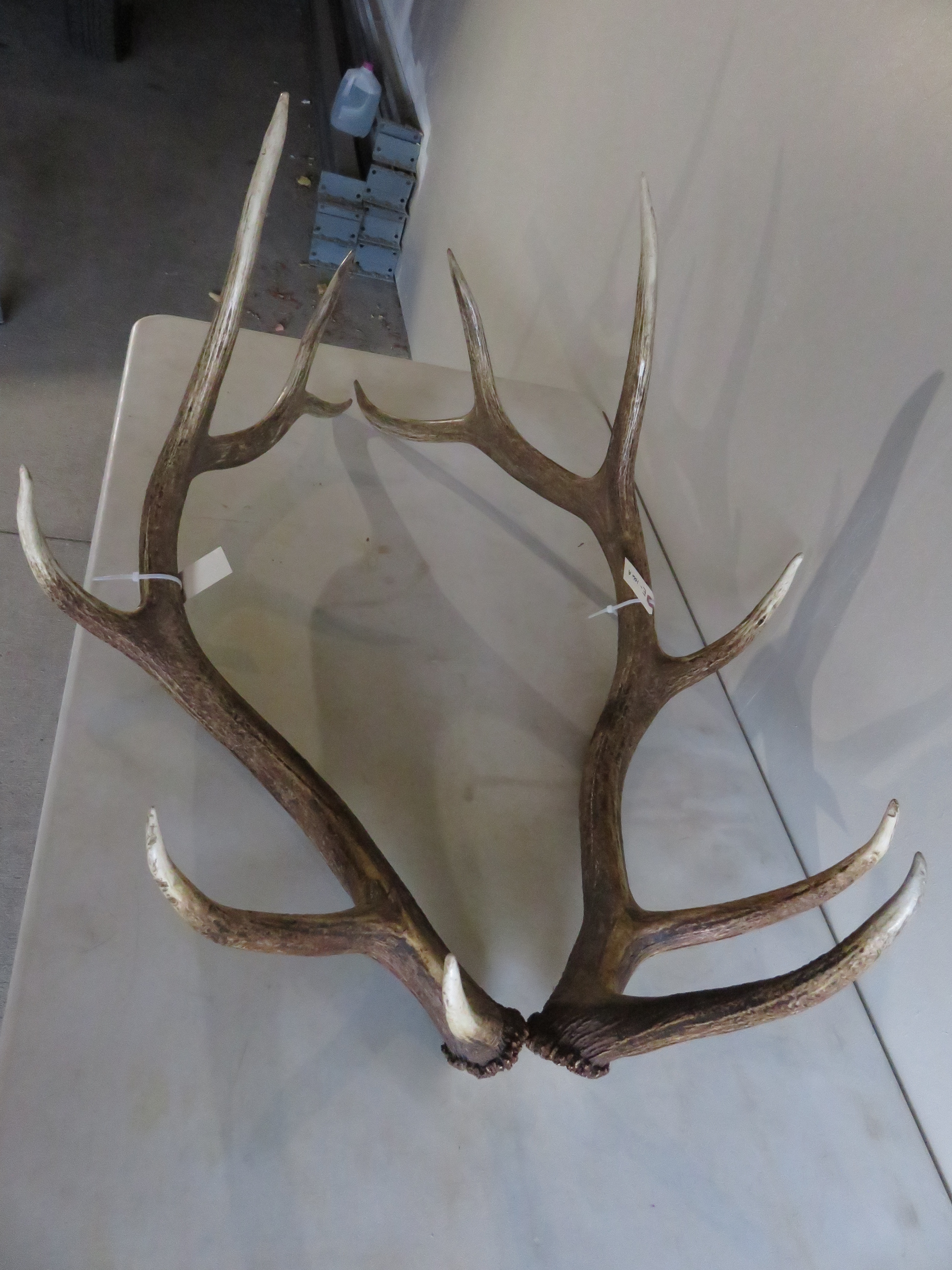 Elk Antler Sheds 6x5 E-106A – Mounts For Sale