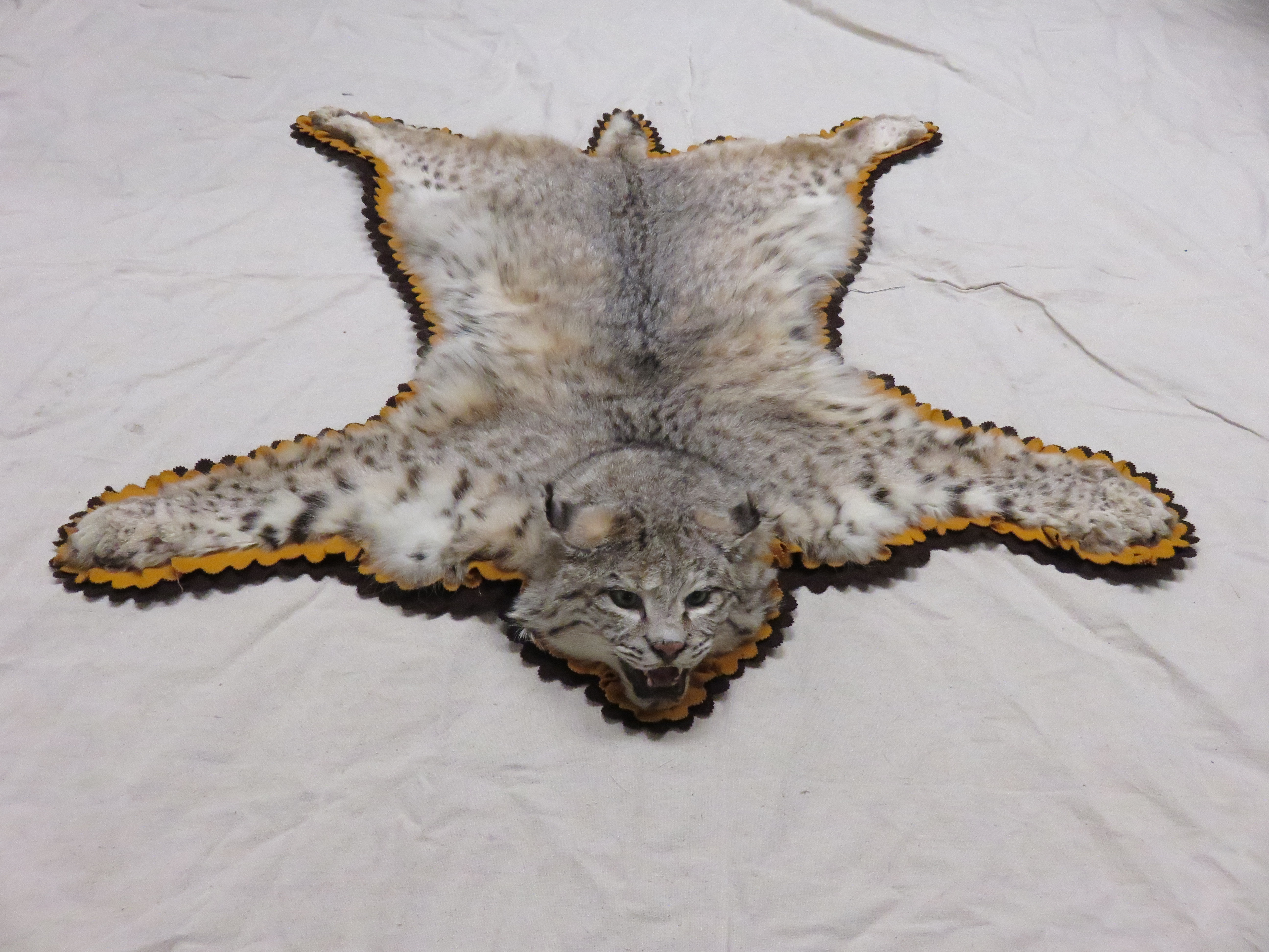 Bobcat Taxidermy Rug C 103b Mounts For