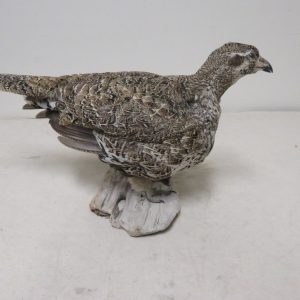 Sage Grouse - Life Size Standing Mount T-105G