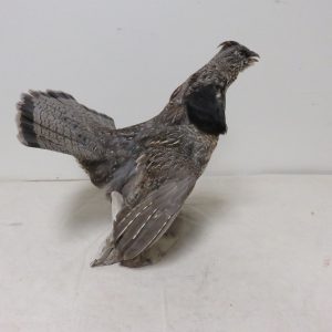 Ruffed Grouse Life Size Standing T-106G