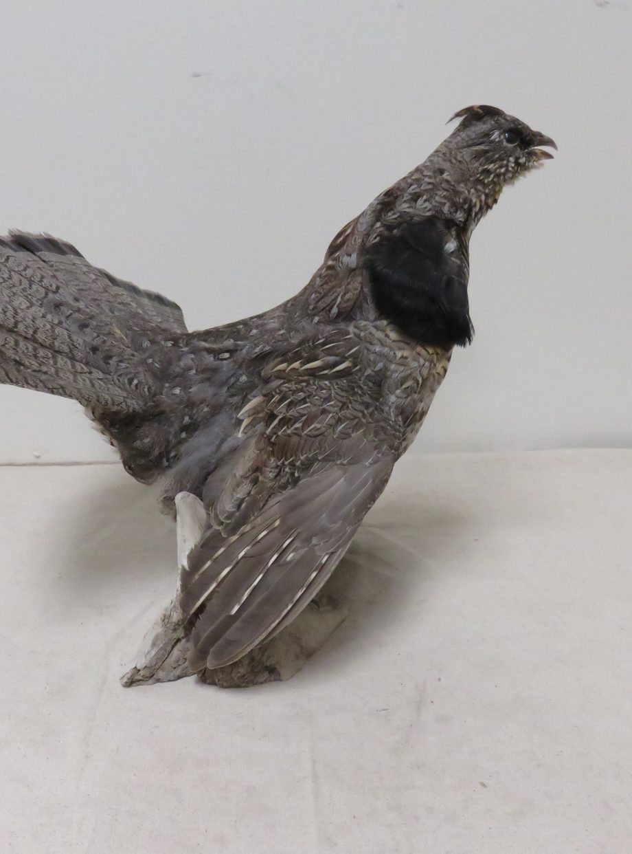Ruffed Grouse Life Size Standing T106G Mounts For Sale