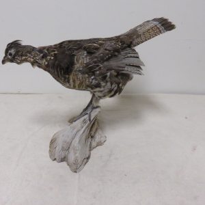 Ruffed Grouse Standing Life Size Mount T-107G