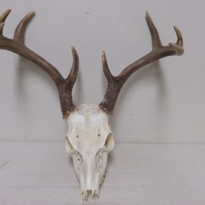 Whitetail Buck European Mount W-123E