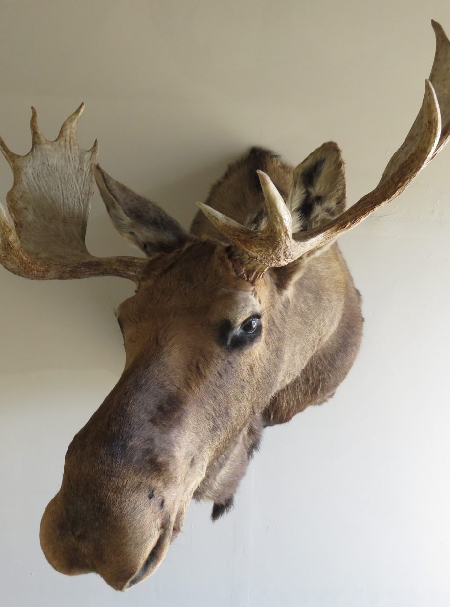 Bull Moose Shoulder Mount O107M Mounts For Sale