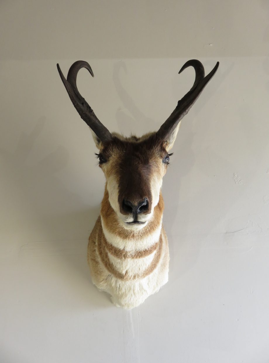 Pronghorn Antelope Shoulder Mount A113P Mounts For Sale
