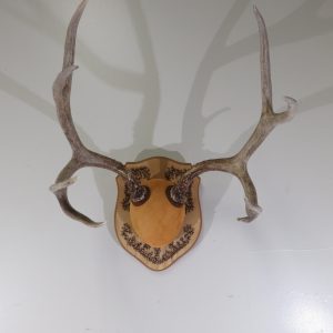 Mule Deer Antlers on Plaque M-118R