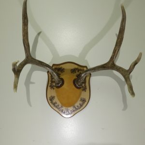 Mule Deer Antlers on Plaque M-119R