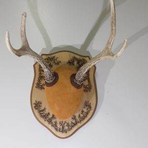 Mule Deer Antlers on Plaque M-124R