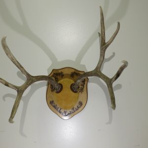 Mule Deer Antlers on Plaque M-125R