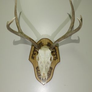 Mule Deer European Mount M-126E