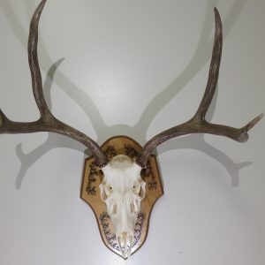 Mule Deer European Mount M-127E