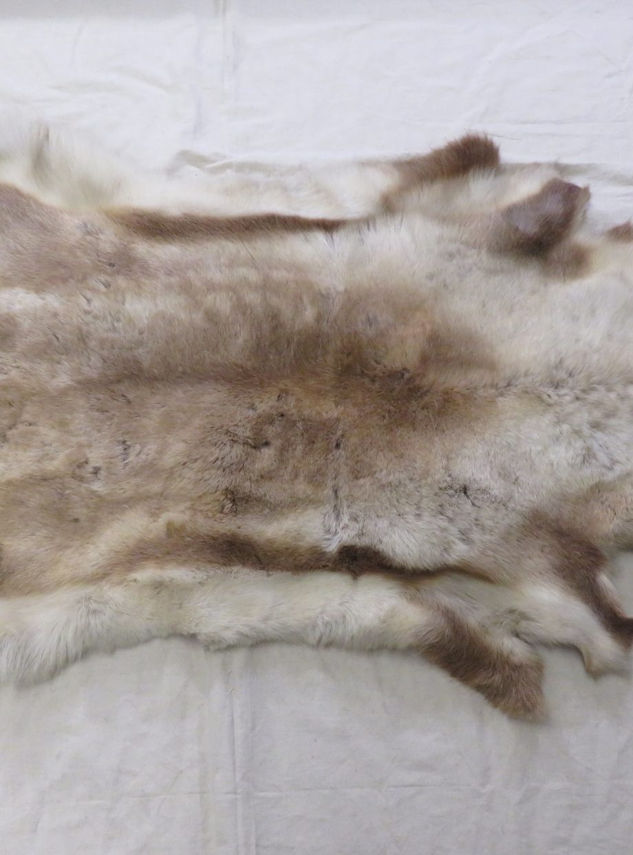 Caribou Tanned Hide/Skin O111C Mounts For Sale