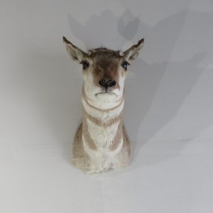 Pronghorn Antelope Doe Shoulder Mount A-108P