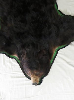 Cinnamon Black Bear Taxidermy Rug Bb, How Much Is A Black Bear Rug Worth