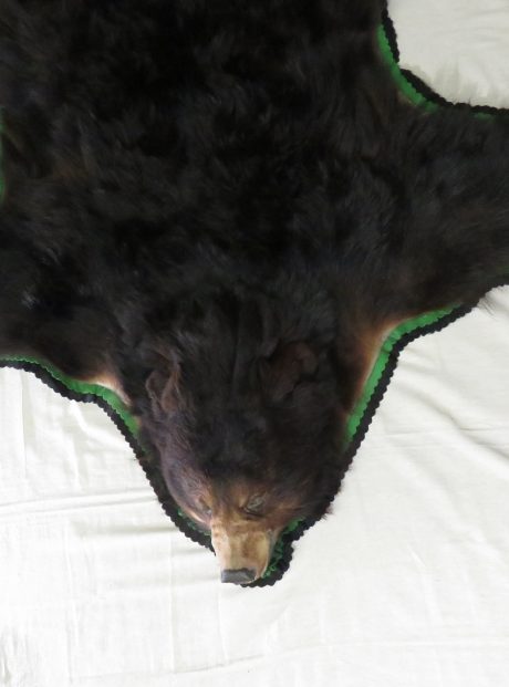 Alaska Black Bear Taxidermy Rug For B 114b Mounts