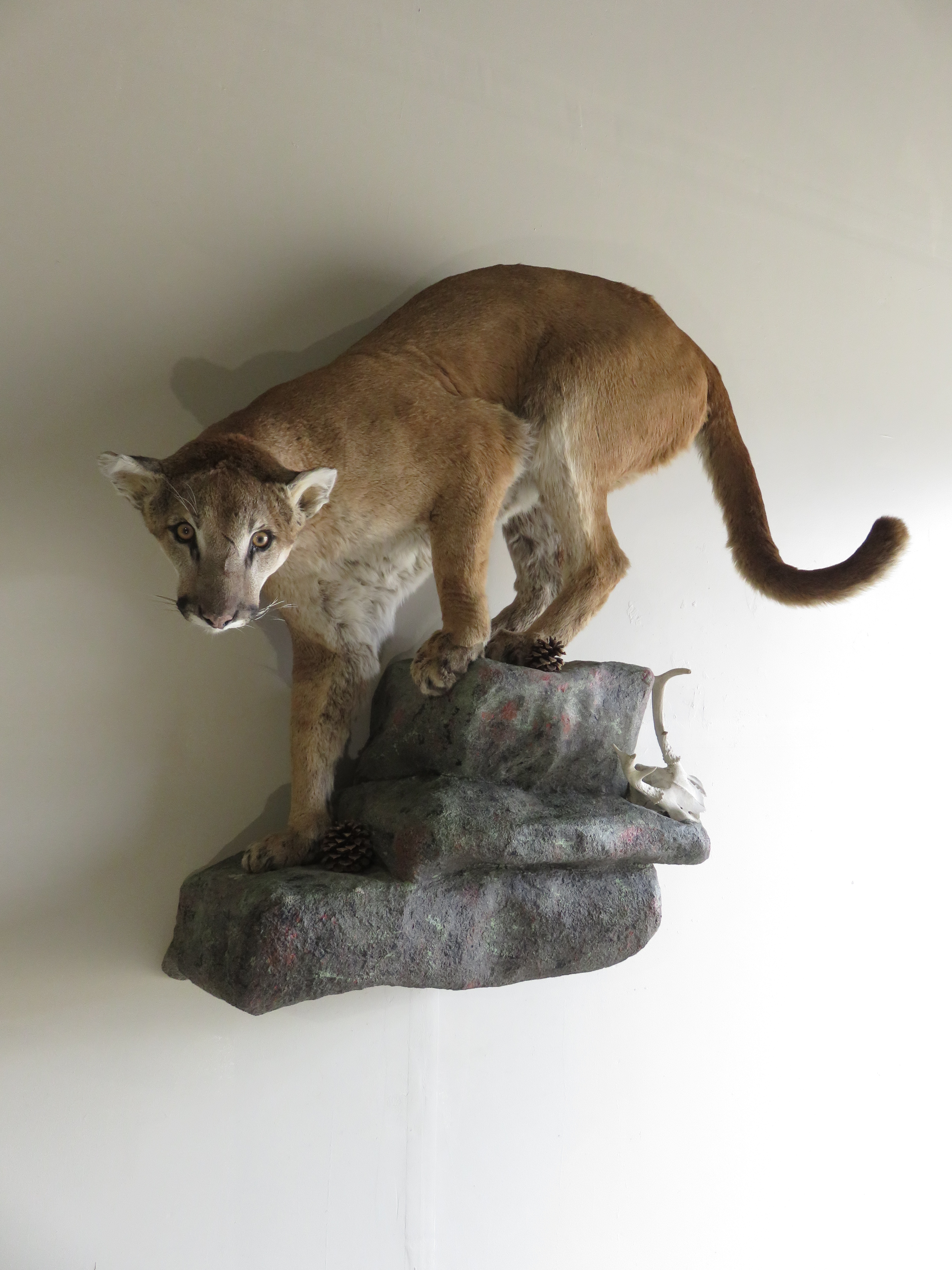 Stuffed cougar for shop sale