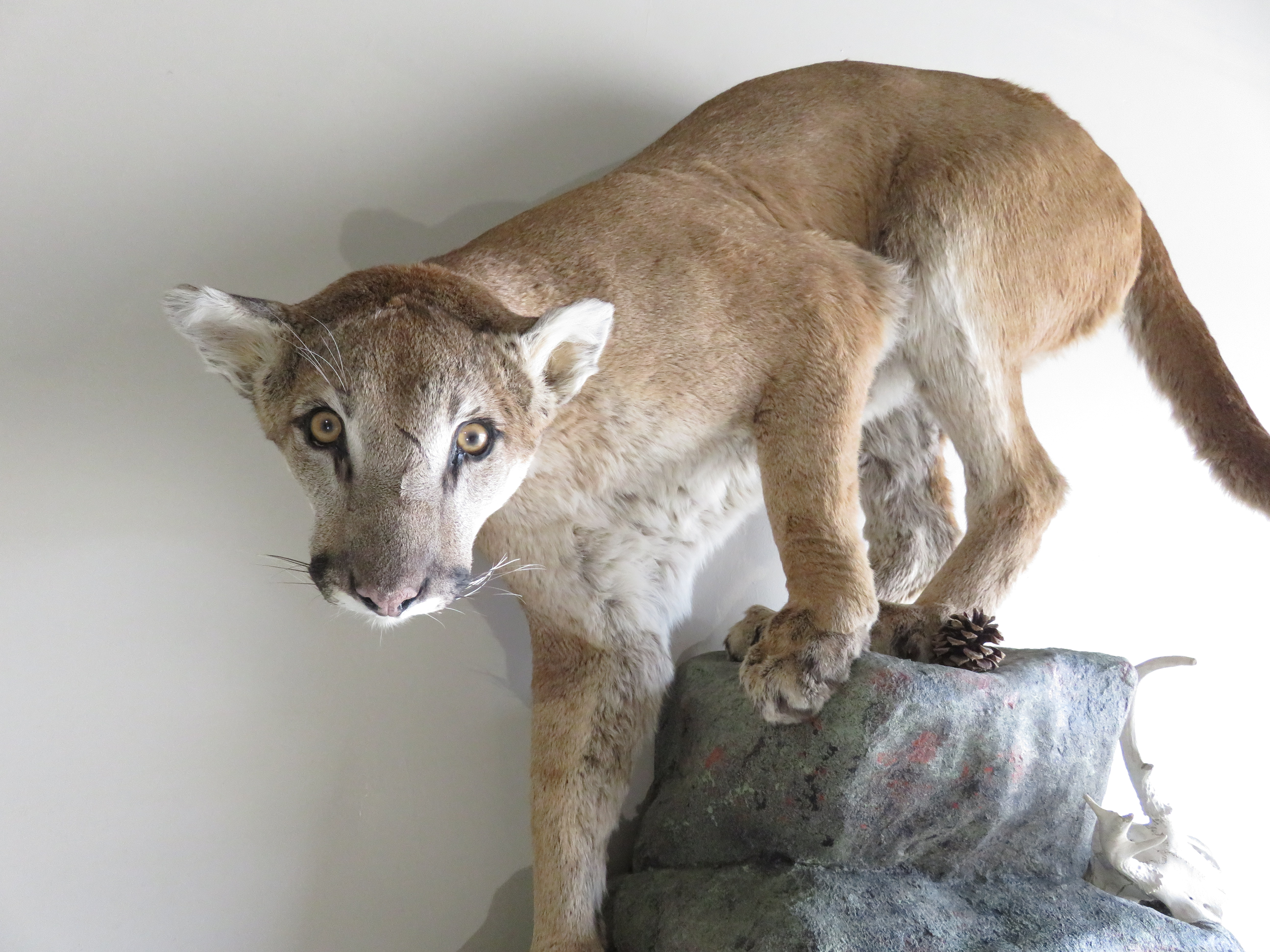 mountain lion mounts mountain lion mounts