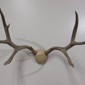Mule Deer Rack/Antlers M-129R
