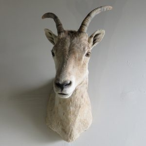 Bighorn Ewe Shoulder Mount O-117S