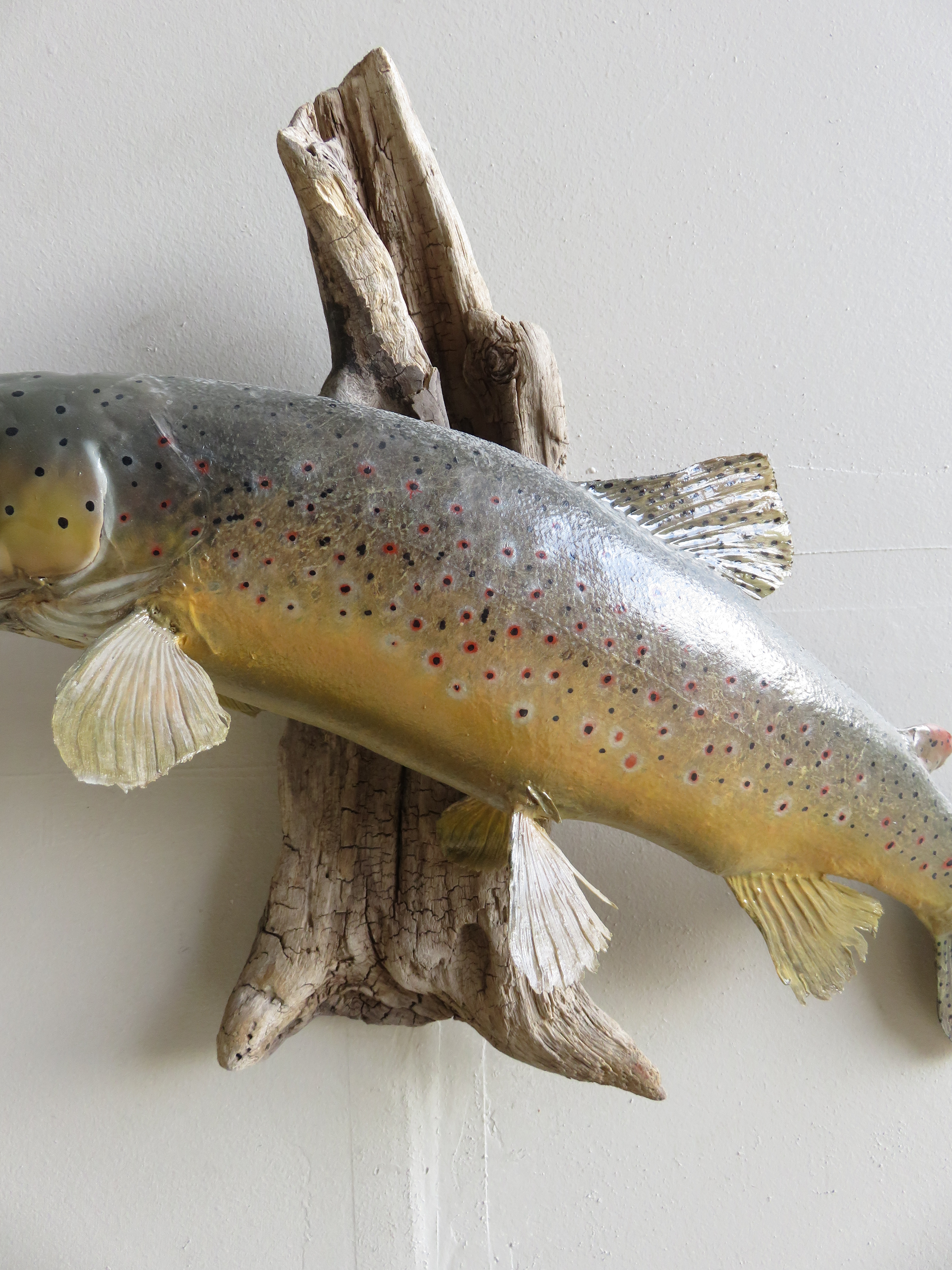 Brown Trout Reproduction Mount F-101B
