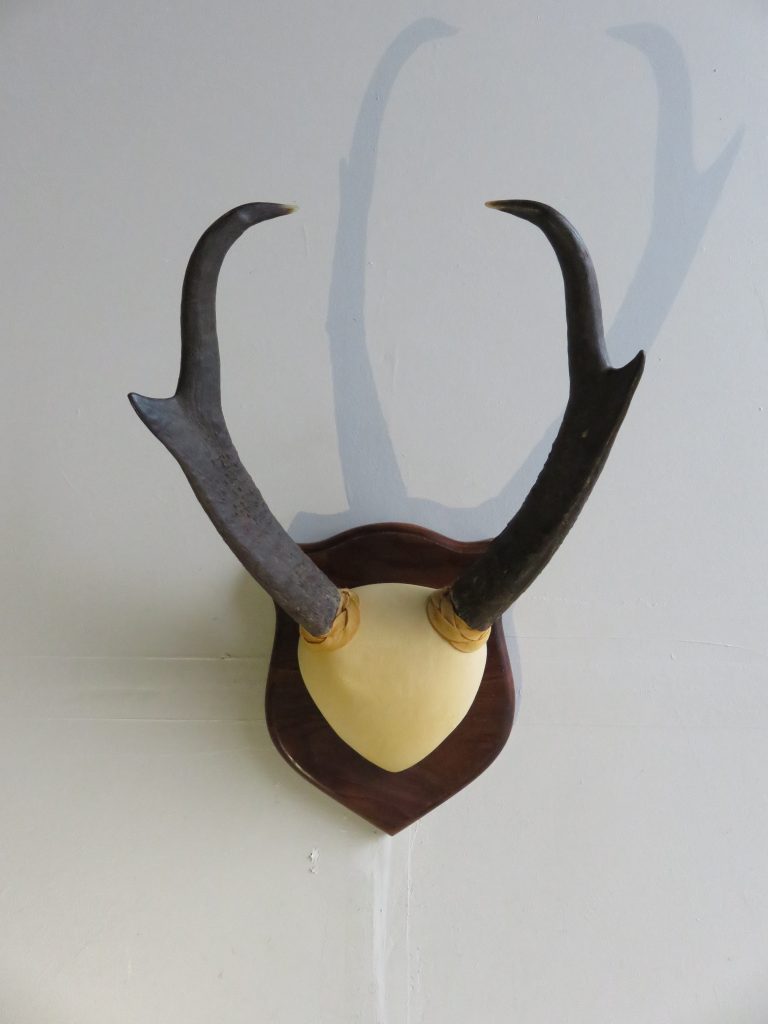 antelope twisty horns antelope twisty horns